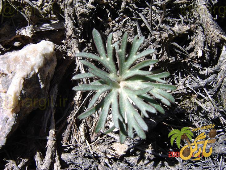 آلاله چمنزار - گیاهان بومی ایران